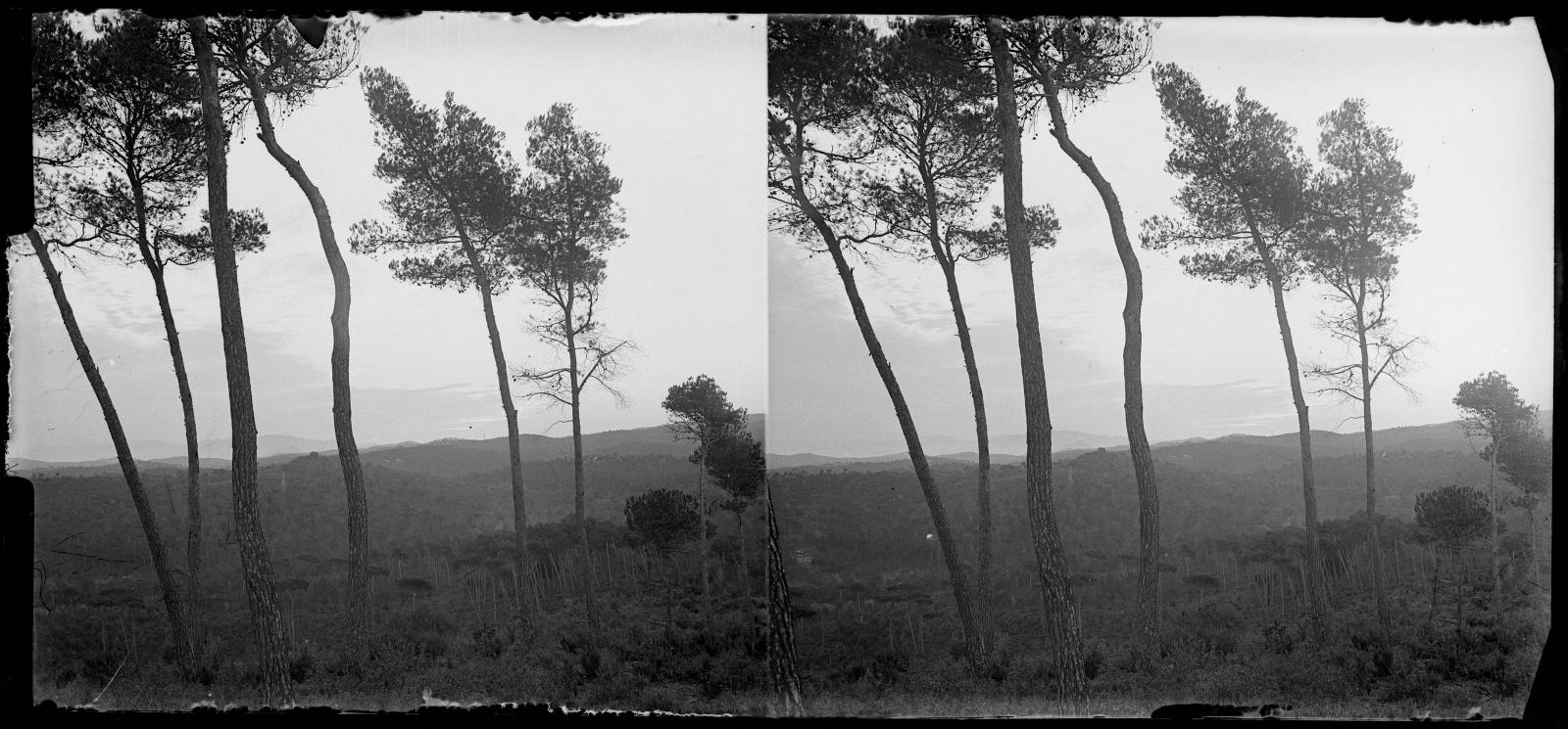 Desconegut, [Forest of Vallvidrera]