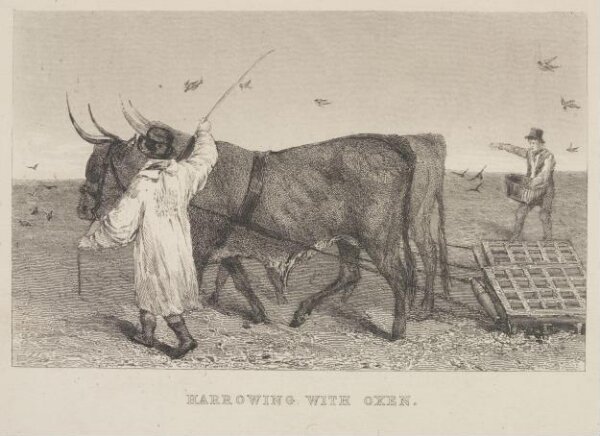 Unknown, Harrowing With Oxen.