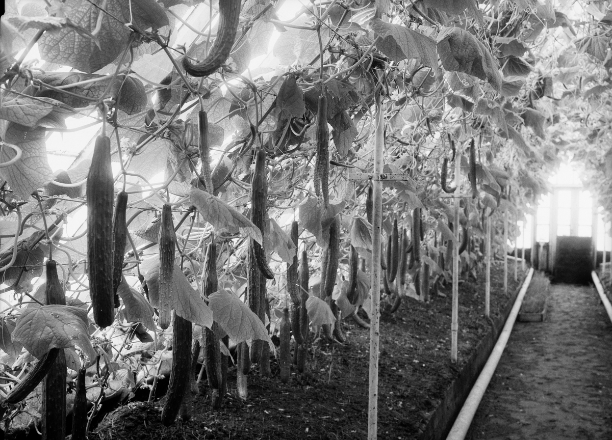 Paul Sandberg, Cucumber farming in greenhouses, probably Uppsala 1934