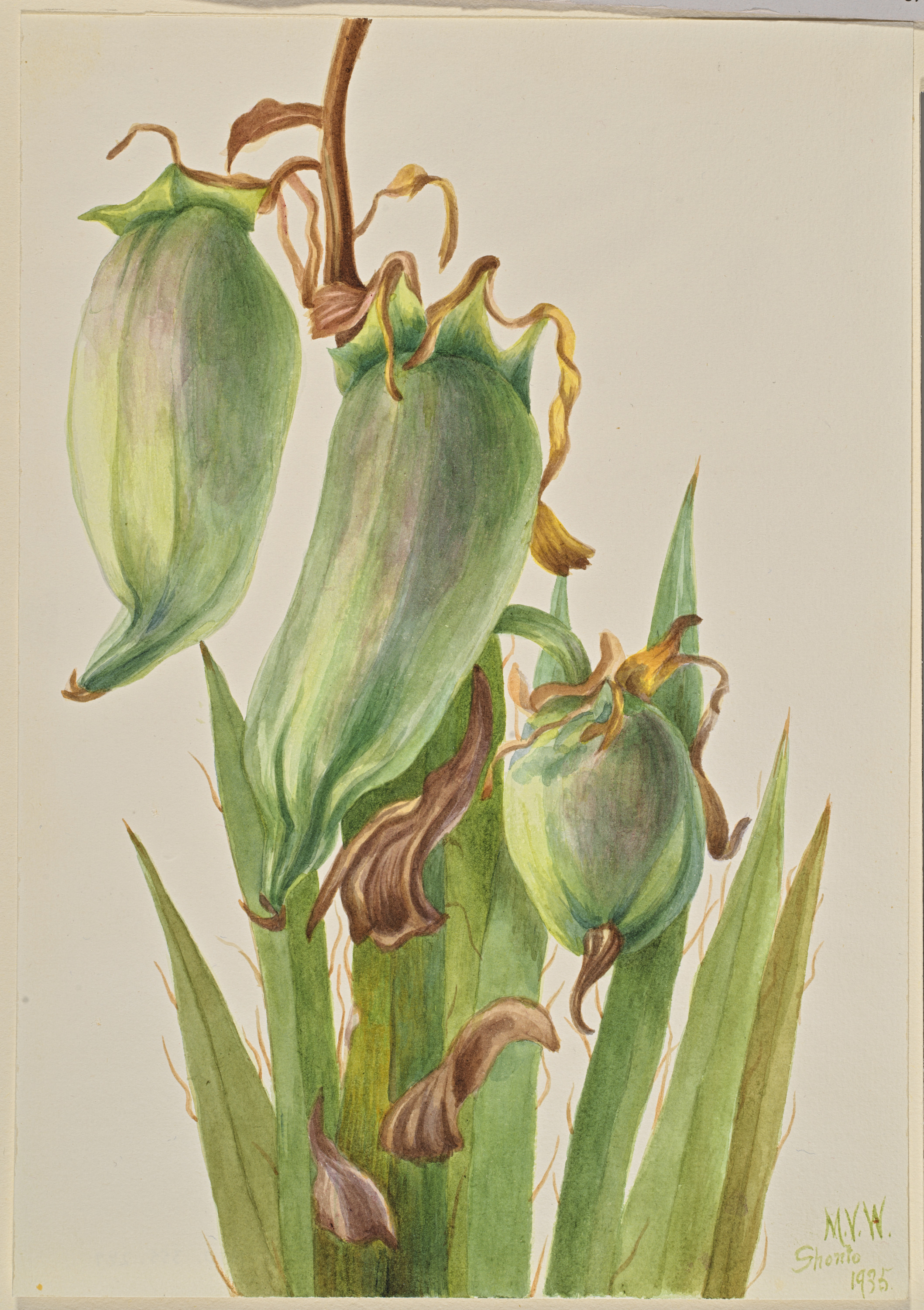 Mary Vaux Walcott, Spanish Bayonet (Yucca baccata)