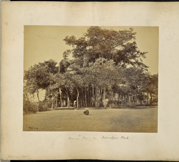 Samuel Bourne, Calcutta; Banian Tree in Barrackpore Park, general view