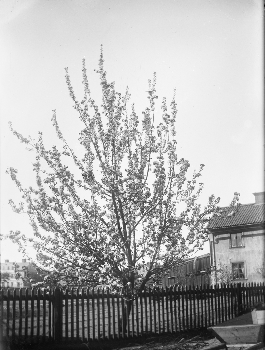 Carl Liljefors, Blommande träd, "Djurläkargården", kvarteret Edda, Svartbäcksgatan 39, Uppsala 1900 - 1901