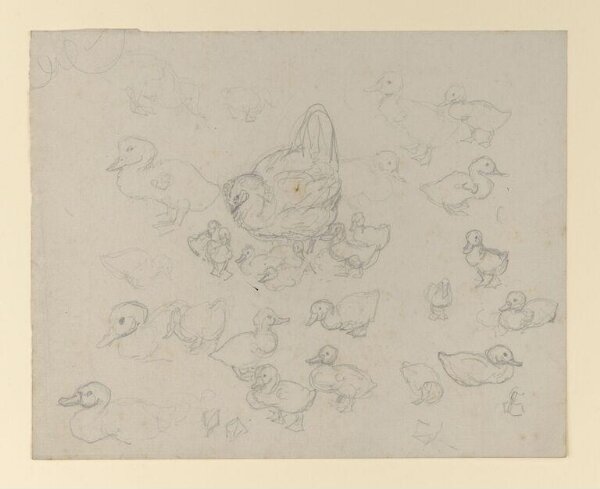 Potter, Beatrix, drawing