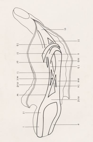J Tinkelenberg, Schematic representation of the finger