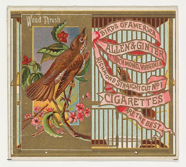 Allen & Ginter, Wood Thrush, from the Birds of America series (N37) for Allen & Ginter Cigarettes