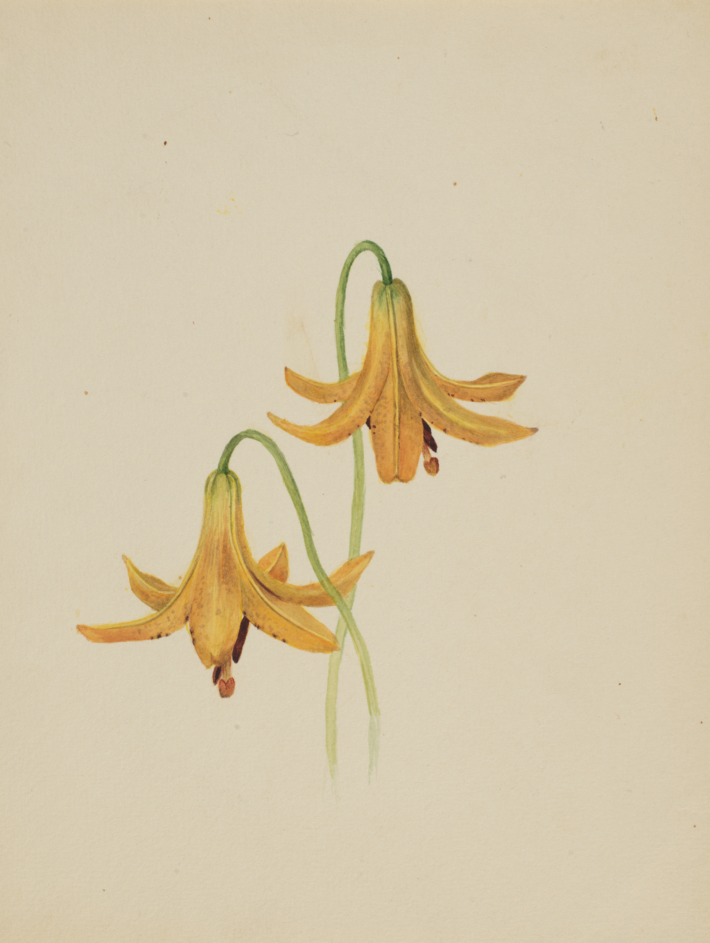 Mary Vaux Walcott, (Untitled--Flower Study)