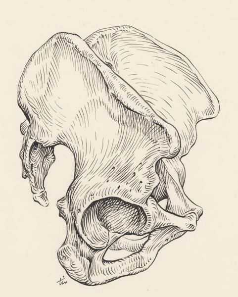 J Tinkelenberg, Pelvis, lateral view