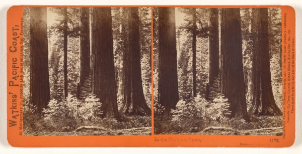 Carleton Watkins, In the Mariposa Grove, Mariposa County, Cal.