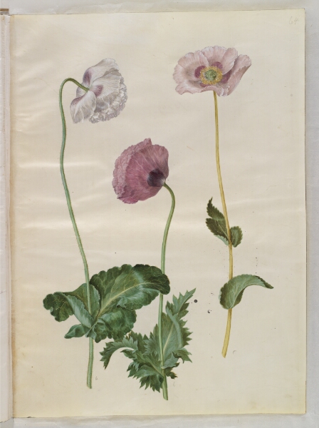 Hans Simon Holtzbecker, Papaver somniferum (opium-valmue)