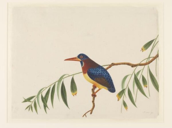 Unknown, Oriental dwarf kingfisher