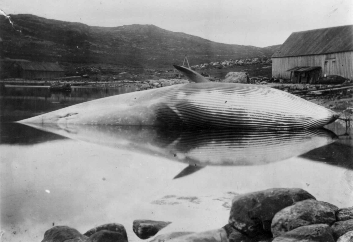 Ellisif Rannveig Wessel, Hval slept inn til Jarfjordbunden, Sør-Varanger, Finnmark, 1890-årene.