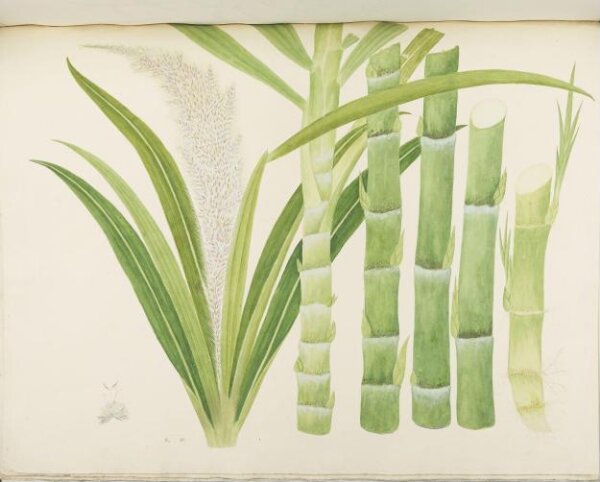 unknown, Flowers and Fruits
