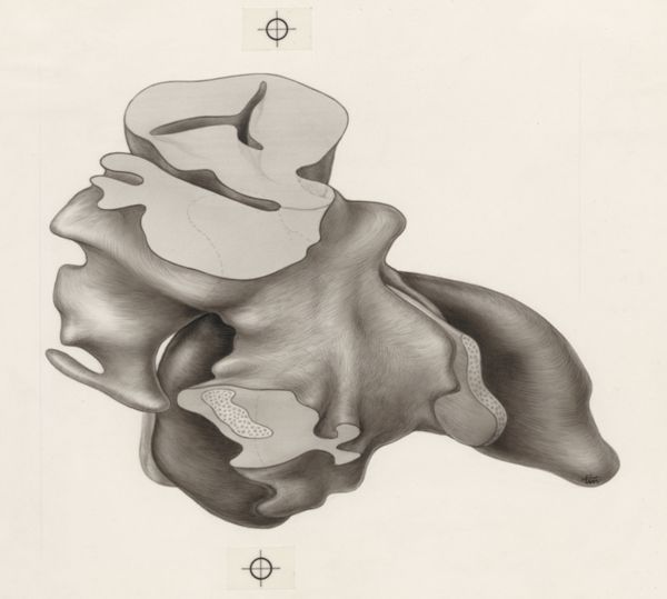 J Tinkelenberg, Tissue of the human embryo