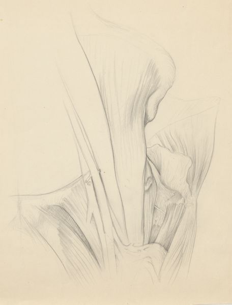 J Tinkelenberg, Musculoskeletal system of the hip