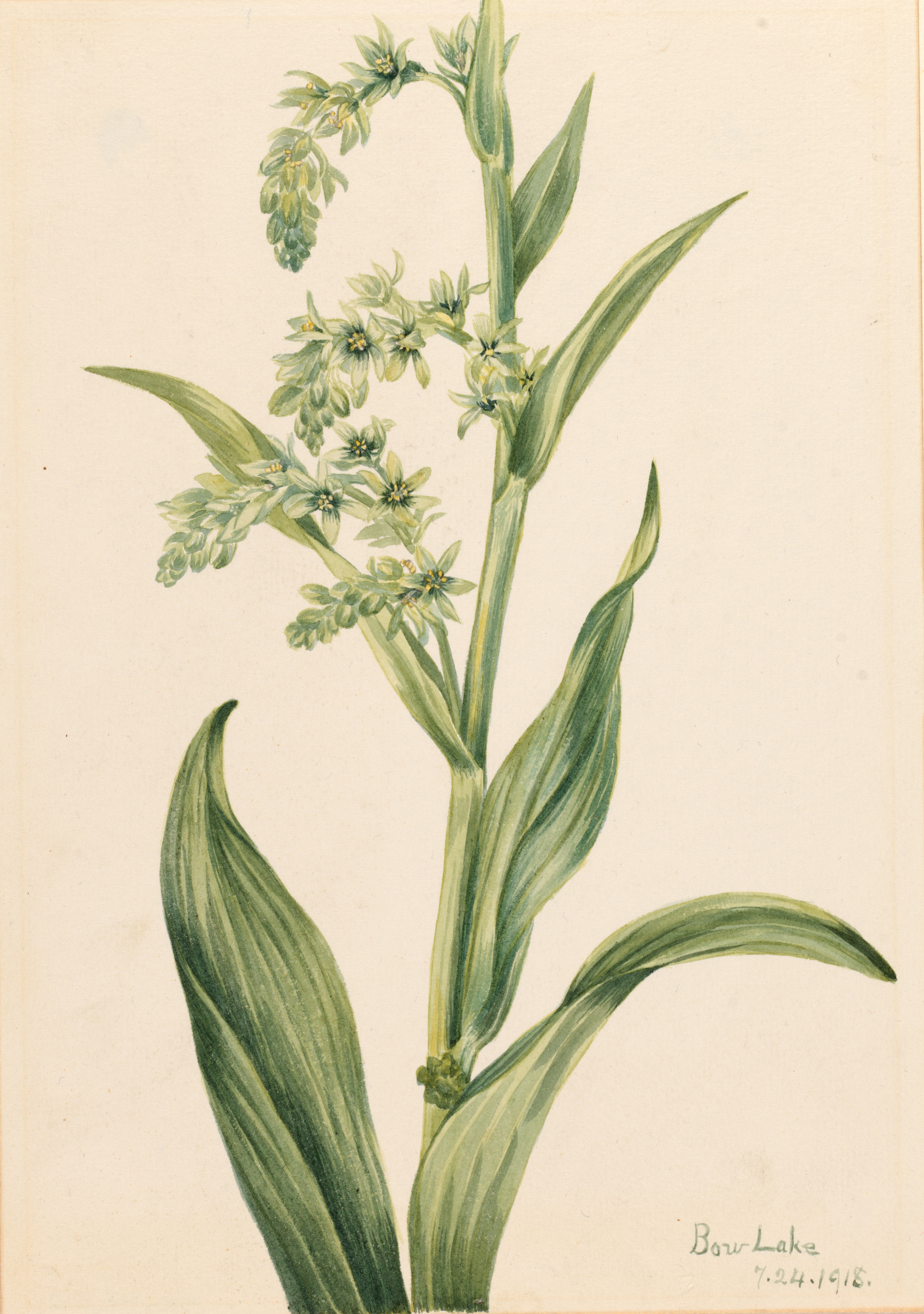 Mary Vaux Walcott, Green Bear Cabbage (Veratrum viride)