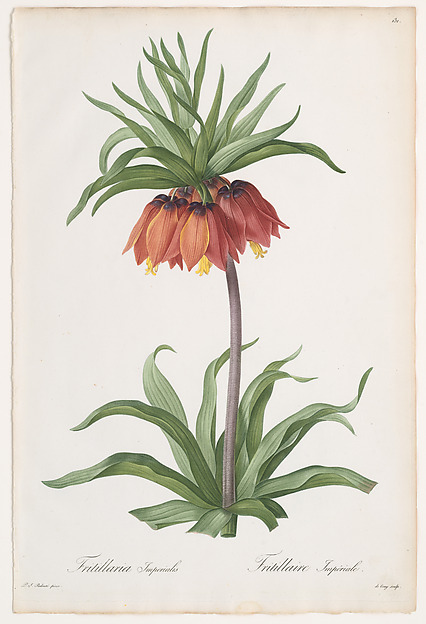 Pierre Joseph Redouté, Crown Imperial (Fritillaria imperialis), from "Les Liliacées"