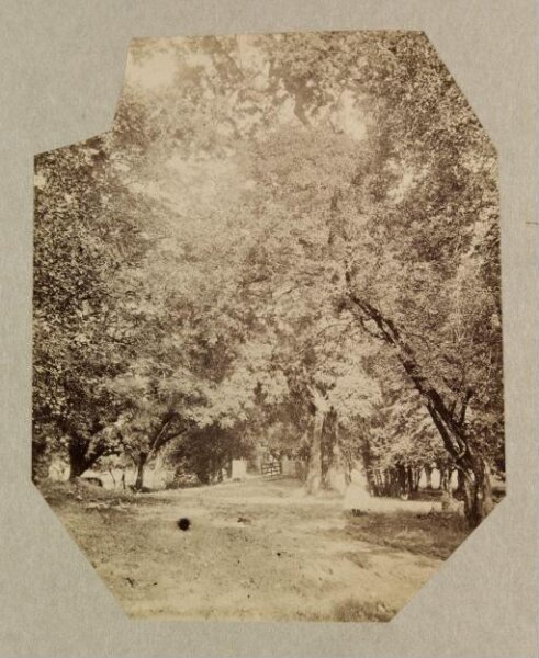 Clementina, Lady Hawarden, Photograph