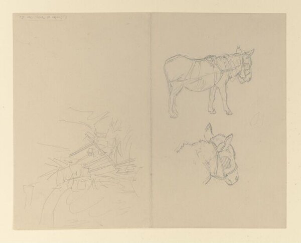 Potter, Beatrix, drawing
