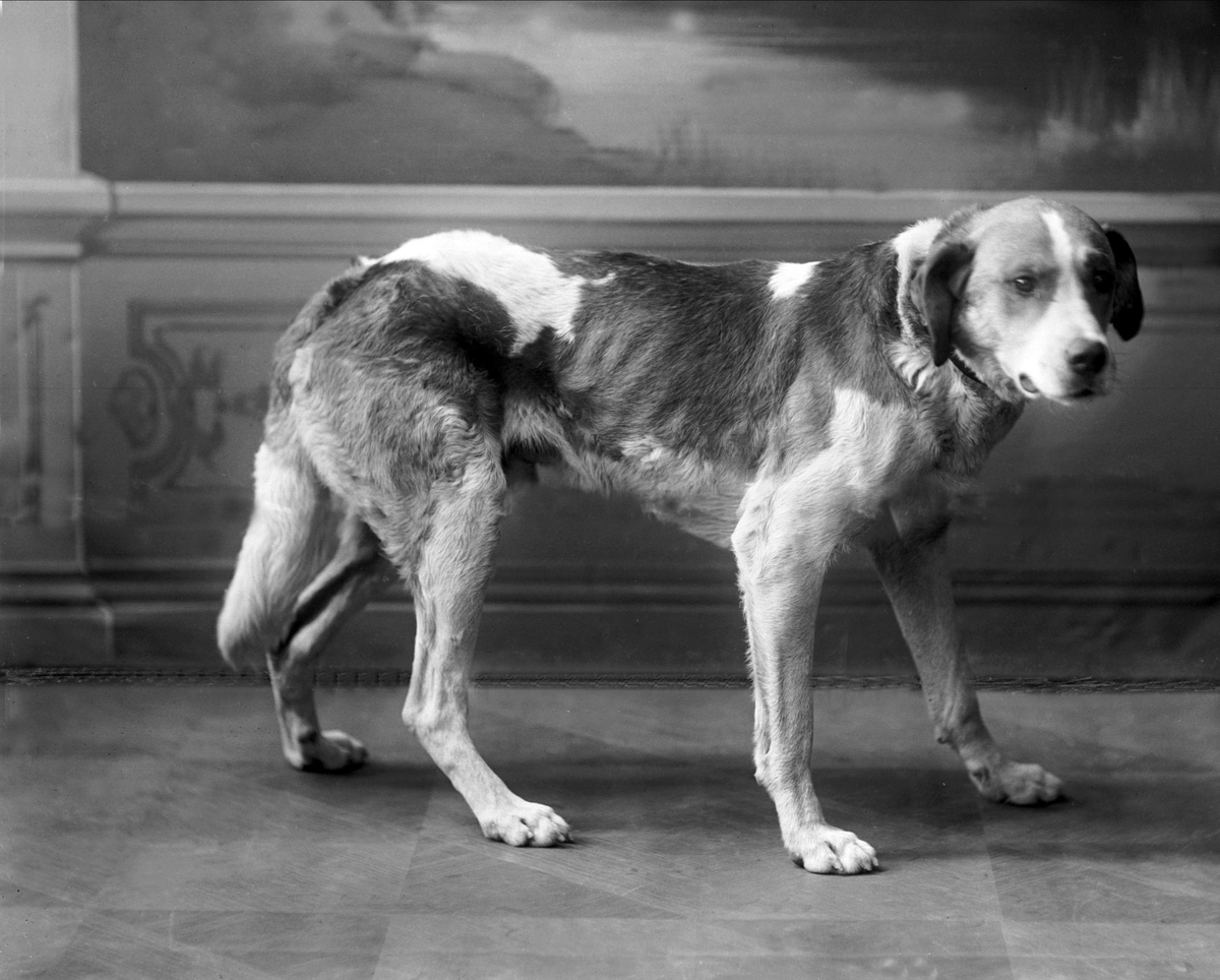 Gustav Borgen, Portrett, hund.