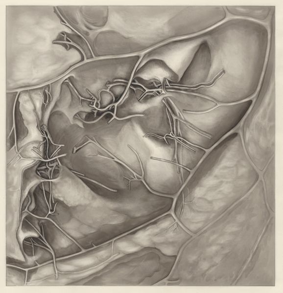 H.G Wetselaar, Vascular network of the thigh