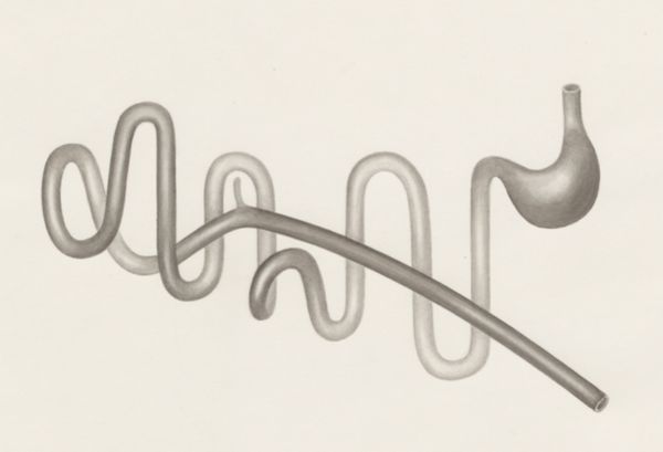 H.G Wetselaar, Digestive system