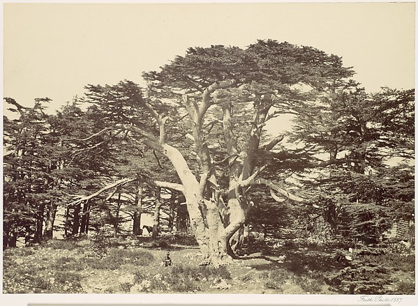 Francis Frith, The Largest of the Cedars, Mount Lebannon