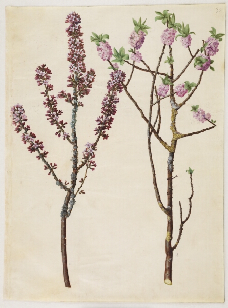 Hans Simon Holtzbecker, Daphne mezereum (peberbusk)