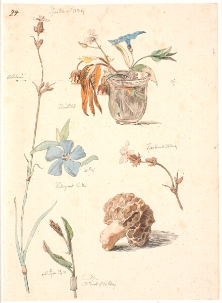 Johan Thomas Lundbye, Studieblad med blomster og planter