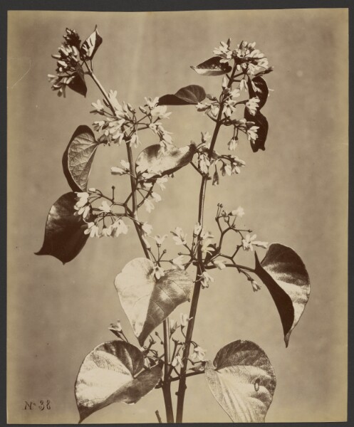 Unknown, [Floral study]
