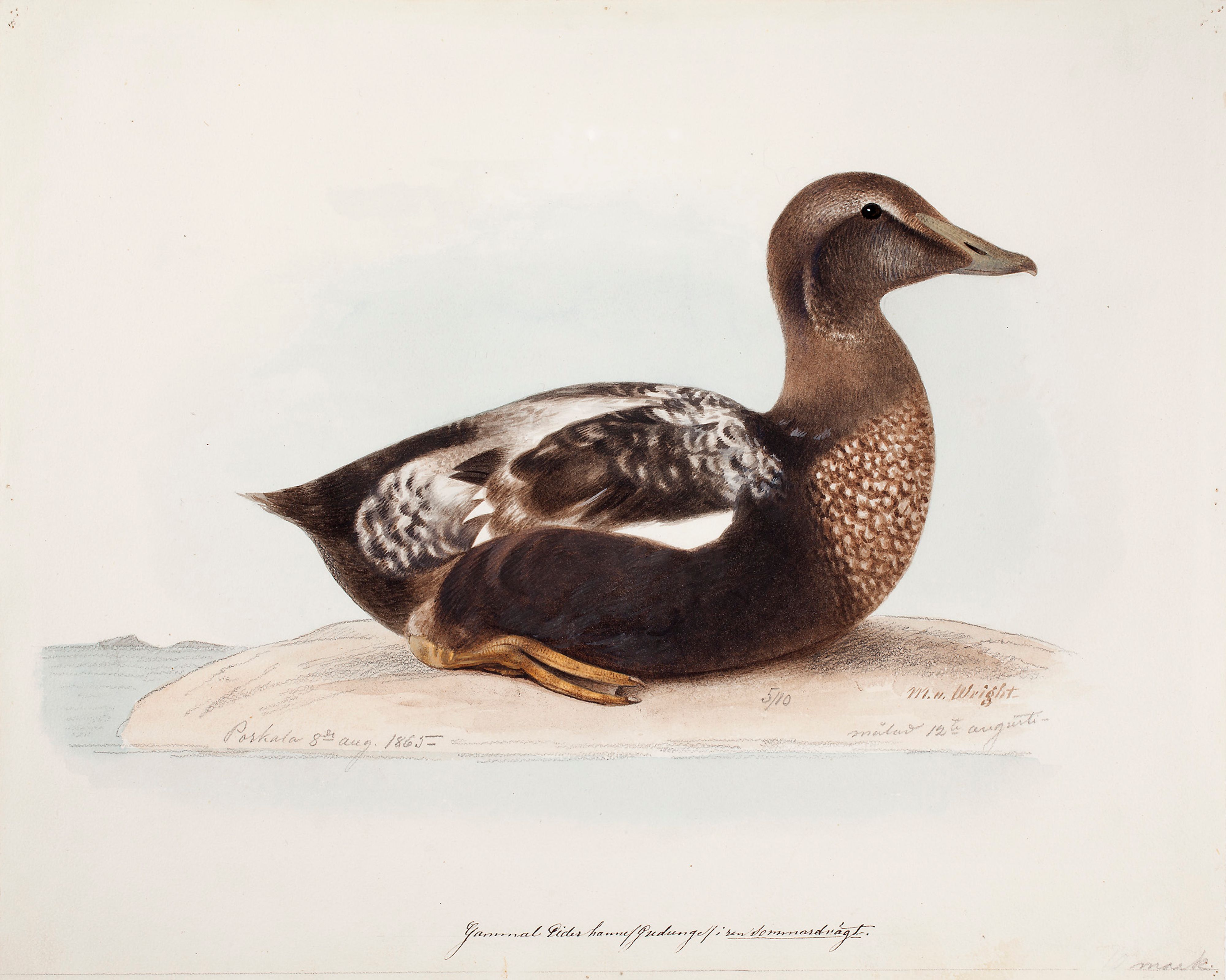 Magnus von Wright, Common Eider, Old Male in Summer