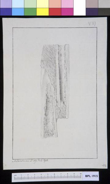 M Houtman, Infected bone, cross section