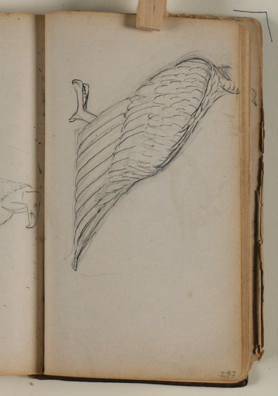 Niels Larsen Stevns, Studie af grib