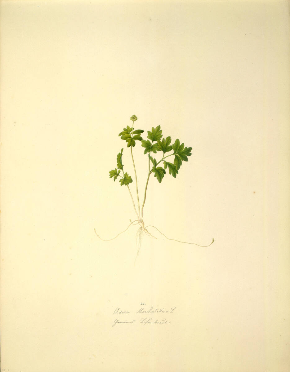 AugustRokert, Adoxa moschatellina L - Moschuskraut