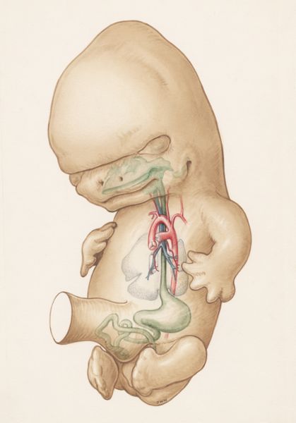 J Wetselaar-Whittaker, Human embryo