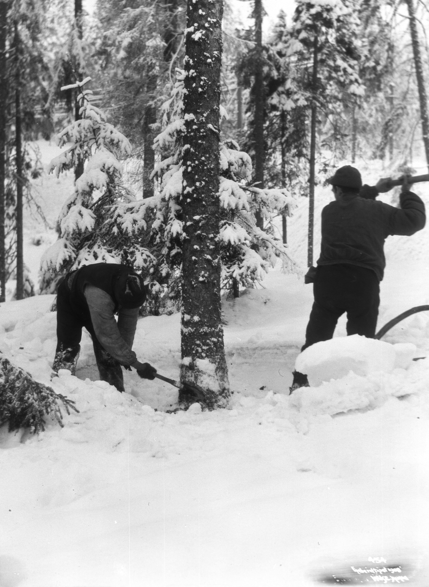 Anders Beer Wilse, Prot: Tømmerhugning 27.Jan.1902