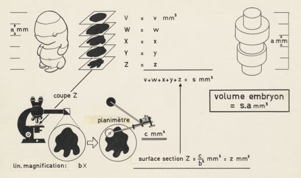 J Tinkelenberg, Calculation of the volume of an embryo