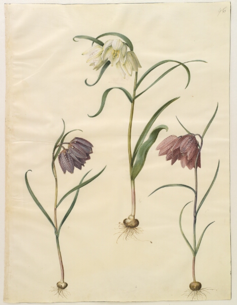 Hans Simon Holtzbecker, Fritillaria meleagris (almindelig vibeæg)