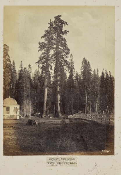 Eadweard J. Muybridge, Mammoth Tree Grove, Calaveras County, California. Two Sentinels. 312 Feet High, 69 Feet in Circumference