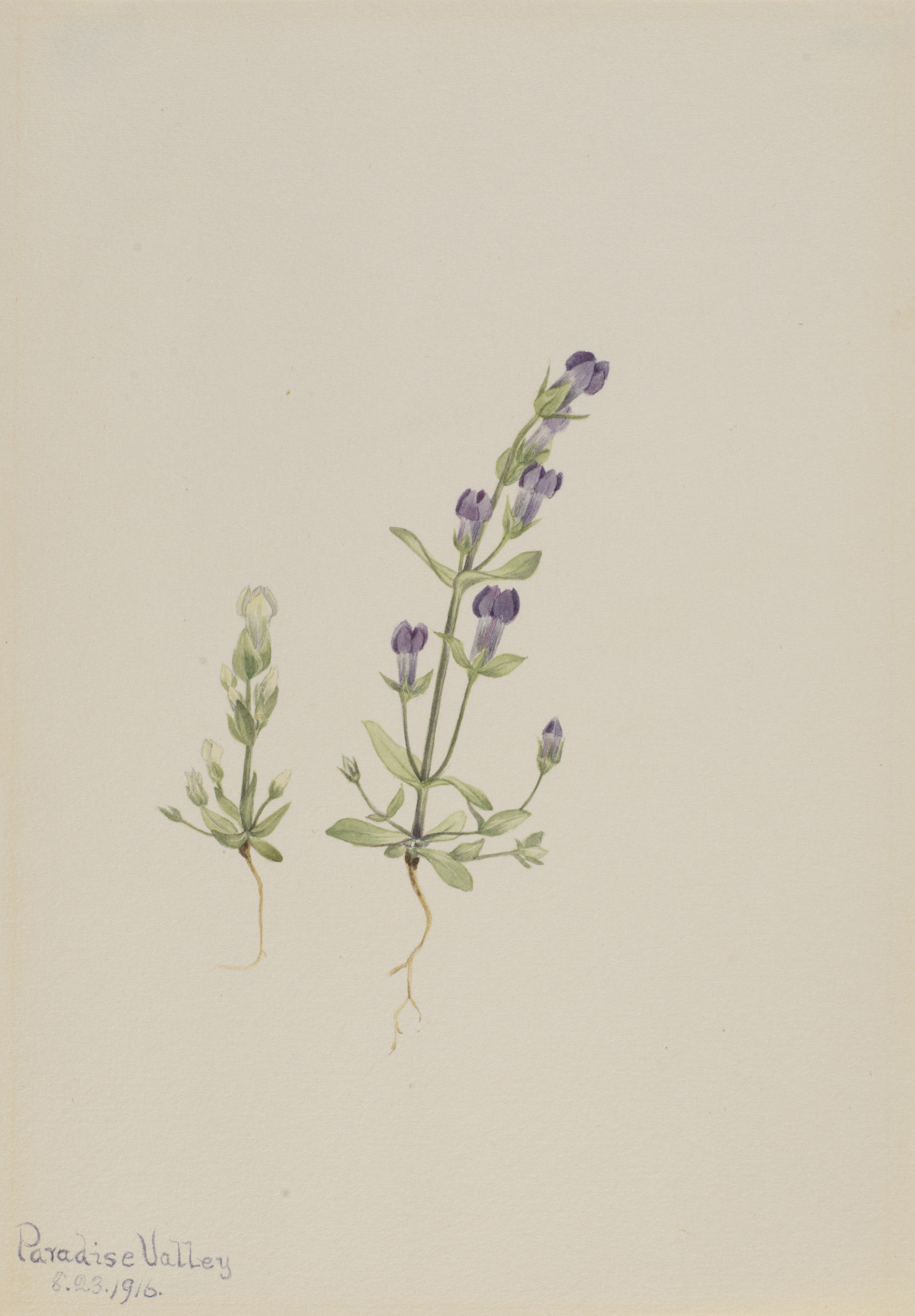 Mary Vaux Walcott, Gentiana propingua