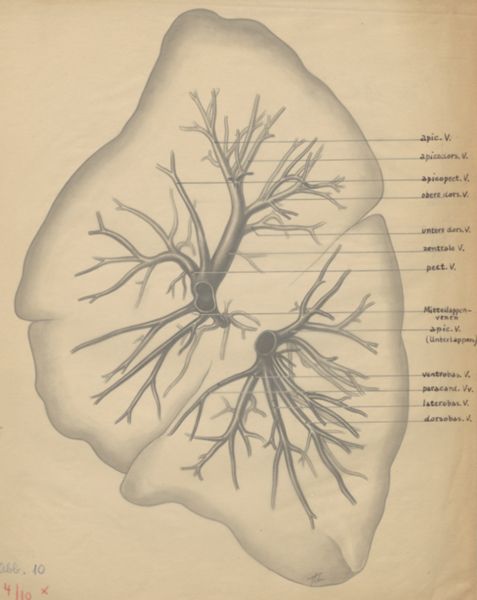 J Tinkelenberg, Bronchi