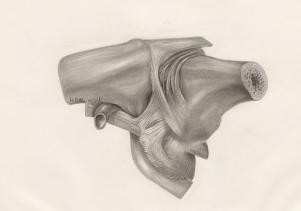 H.G Wetselaar, Muscular tissue of a mammal's upper extremities