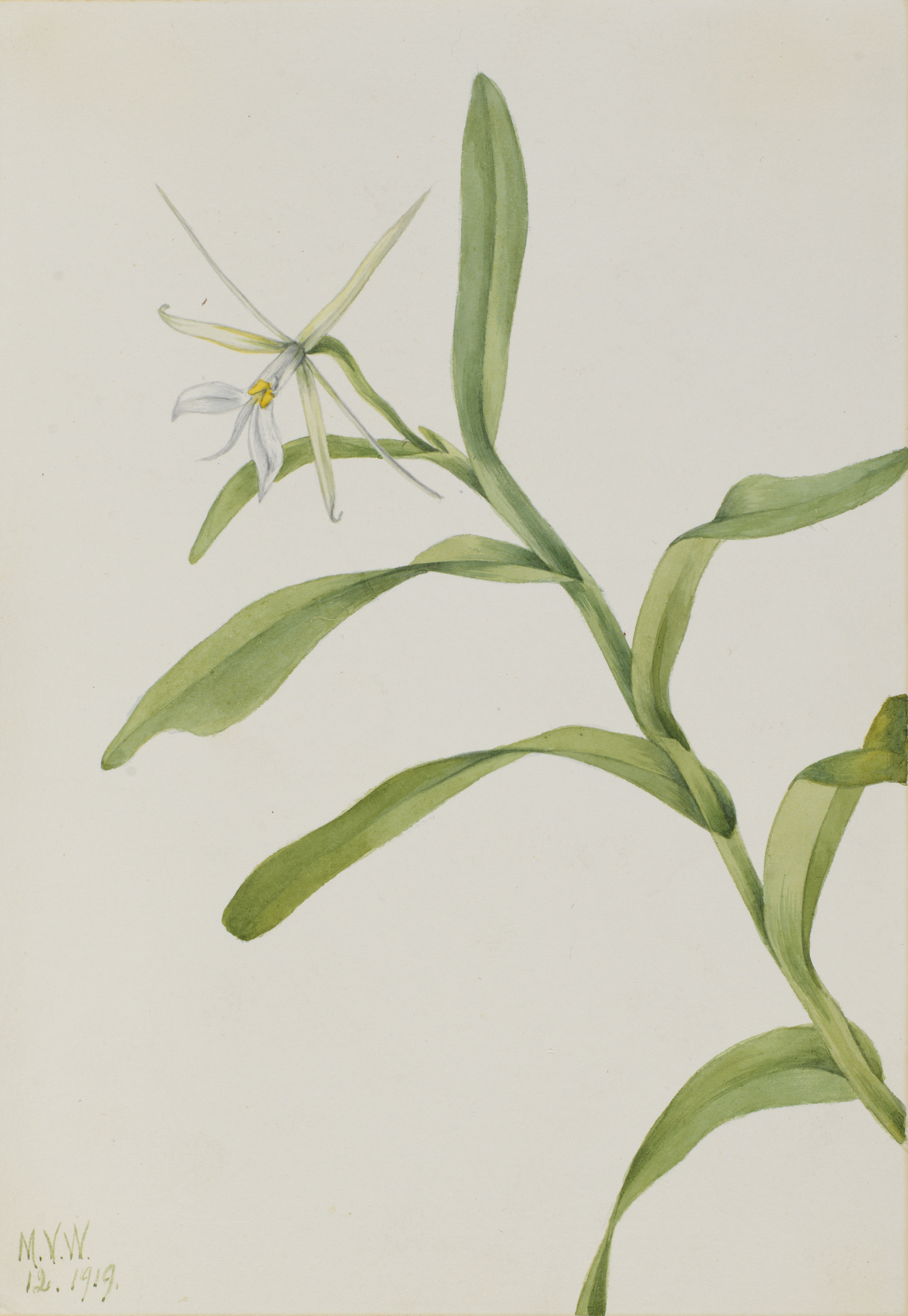 Mary Vaux Walcott, White Epidendrum (Epidendrum nocturnum)