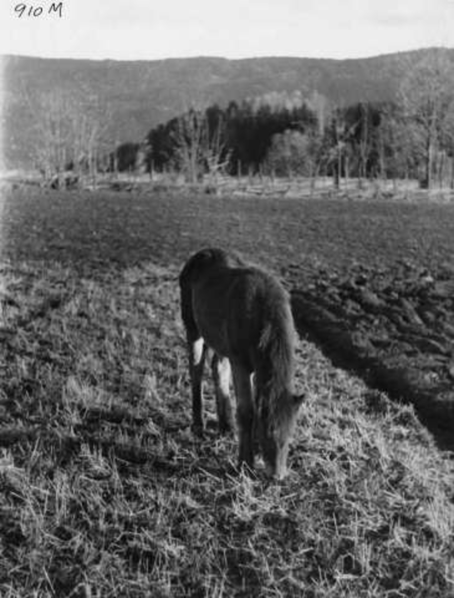 Anders Beer Wilse, -7938