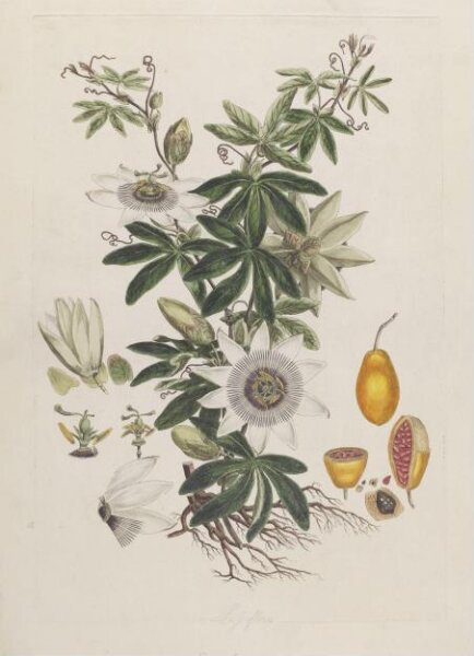 John Miller, Print