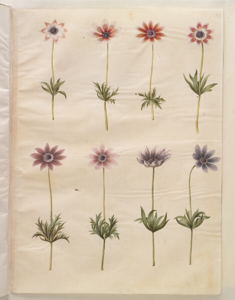 Hans Simon Holtzbecker, Anemone pavonina (påfugle-anemone)