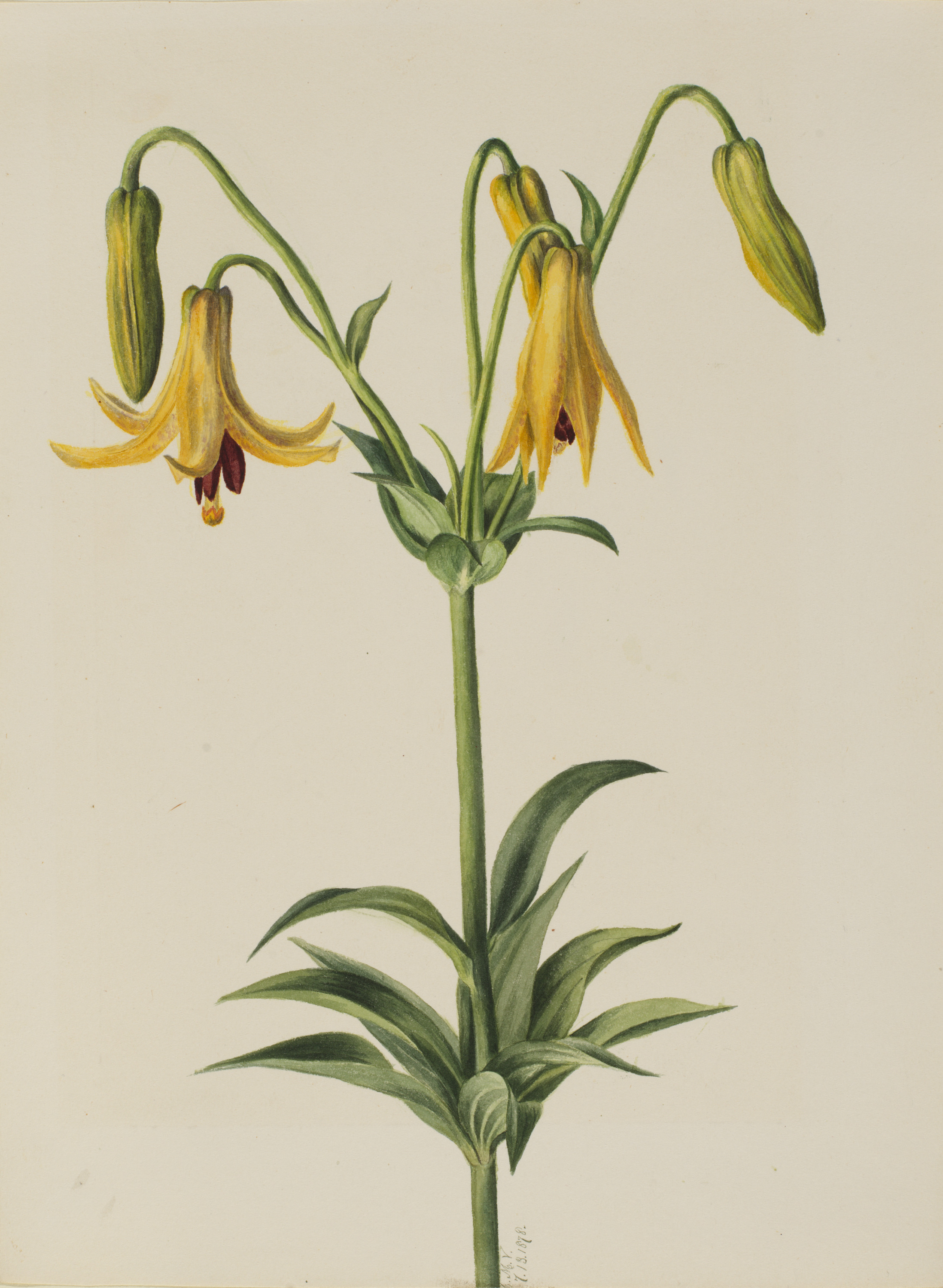 Mary Vaux Walcott, Canada Lily (Lilium canadense)