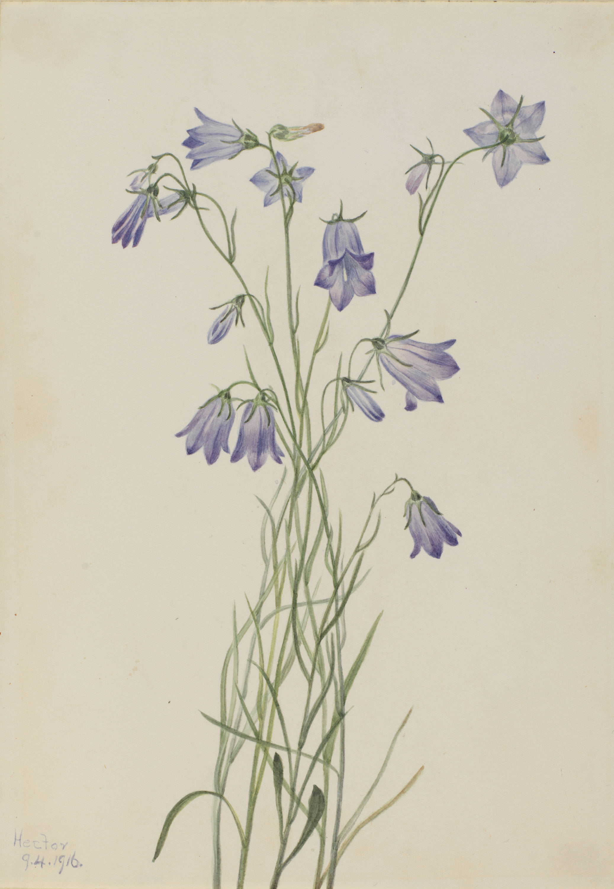 Mary Vaux Walcott, Harebell (Campanula rotundifolia)