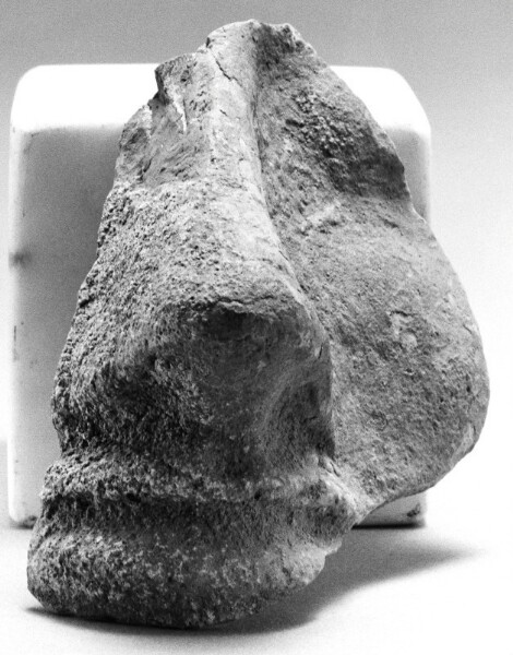Unknown, Protome (Fragment)