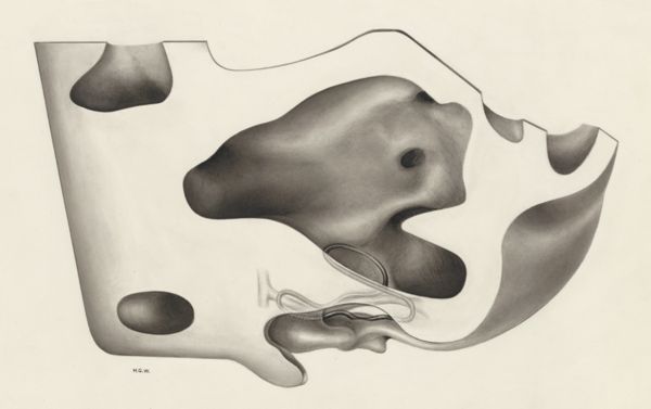 H.G Wetselaar, Sensory organs on an embryo