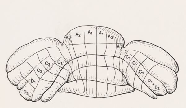 J Tinkelenberg, Part of the central nervous system